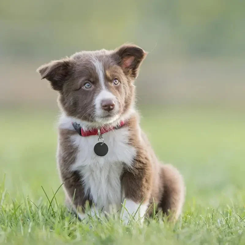 Gekleurde munt | Katten & pups