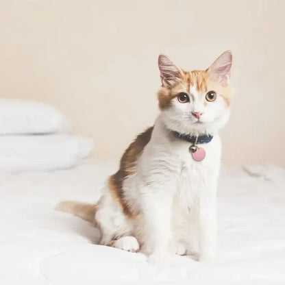 Gekleurde munt | Katten & pups