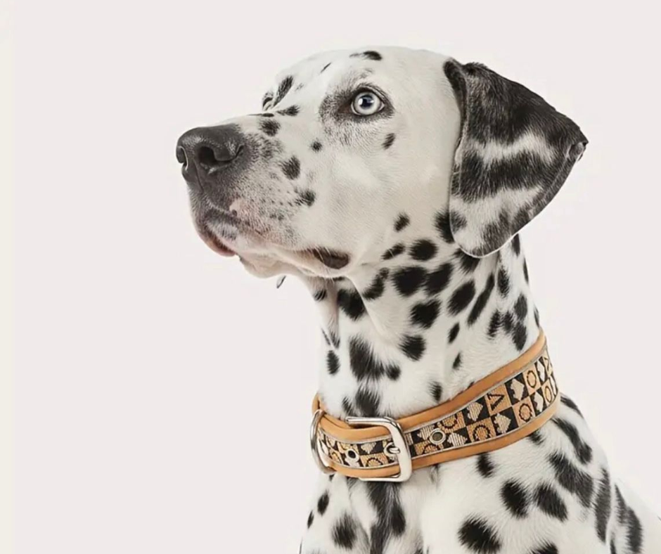 Vogue Halsband
