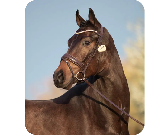 Paardenpenning hart
