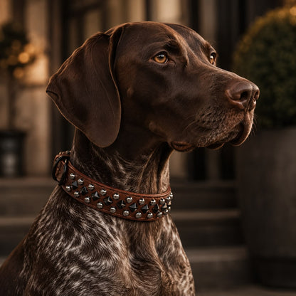 Halsband Maximus | Bruin