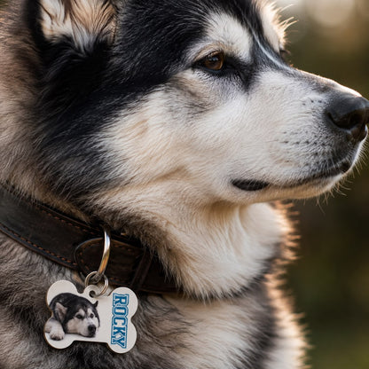 Dogtag | Lola