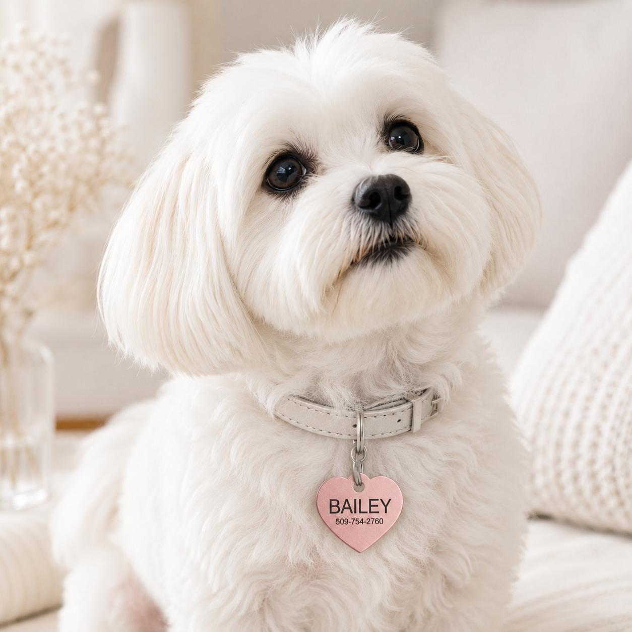 Dogtag | Bailey