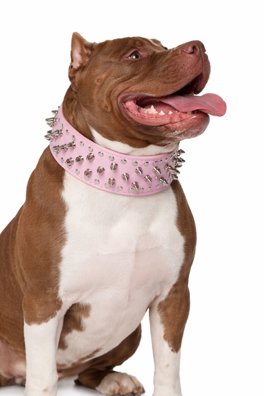 Halsband Spikes | Roze